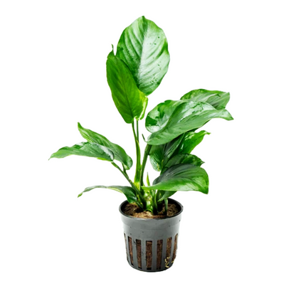 Anubias Barteri Broad Leaf