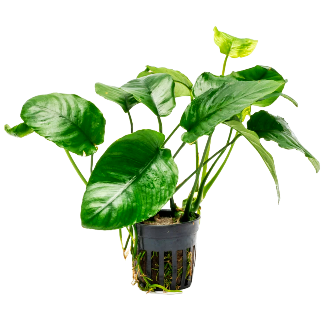 Anubias Barteri Wrinkle Leaf