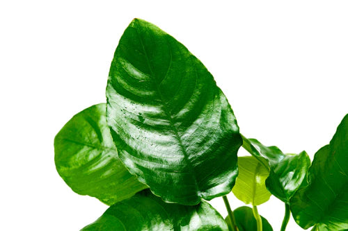 Anubias Barteri Wrinkle Leaf