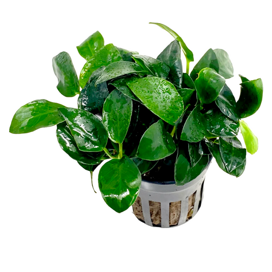 Anubias Barteri Petite Round