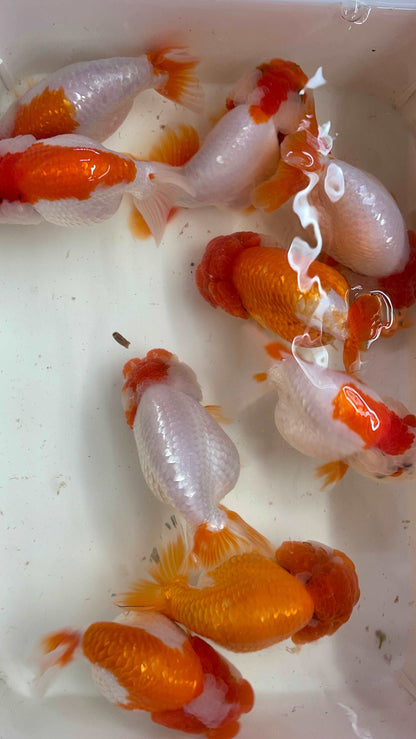 Red And White Double Chin Chubby Face Ranchu Goldfish | Grower Pick