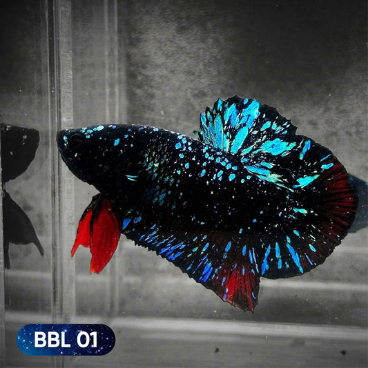 Black Star Nebula Plakat Betta | You Pick Betta | High Grade