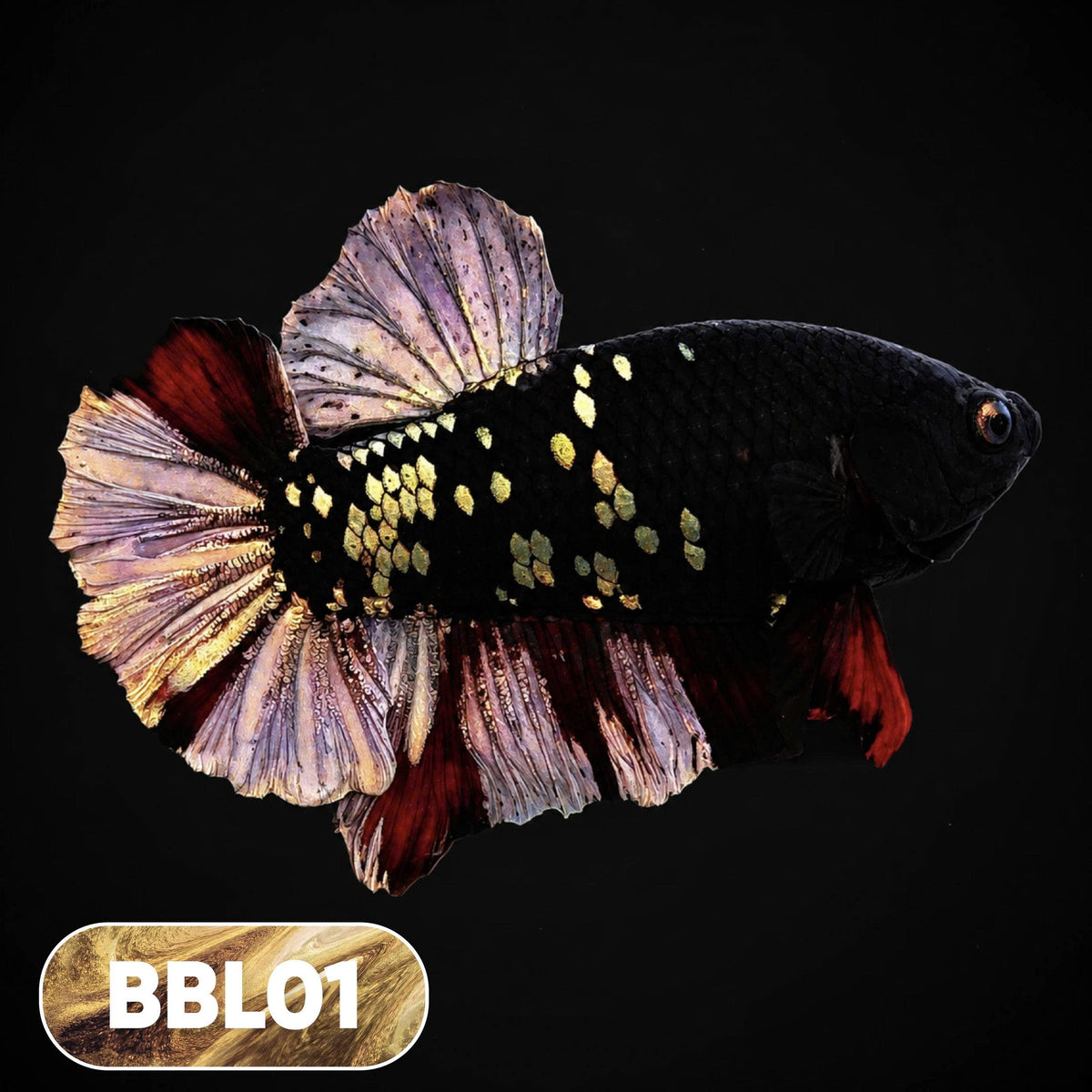 Black Panther Plakat Male Betta Fish | You Pick Fish | Rare Betta