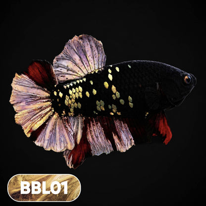 Black Panther Plakat Male Betta Fish | You Pick Fish | Rare Betta