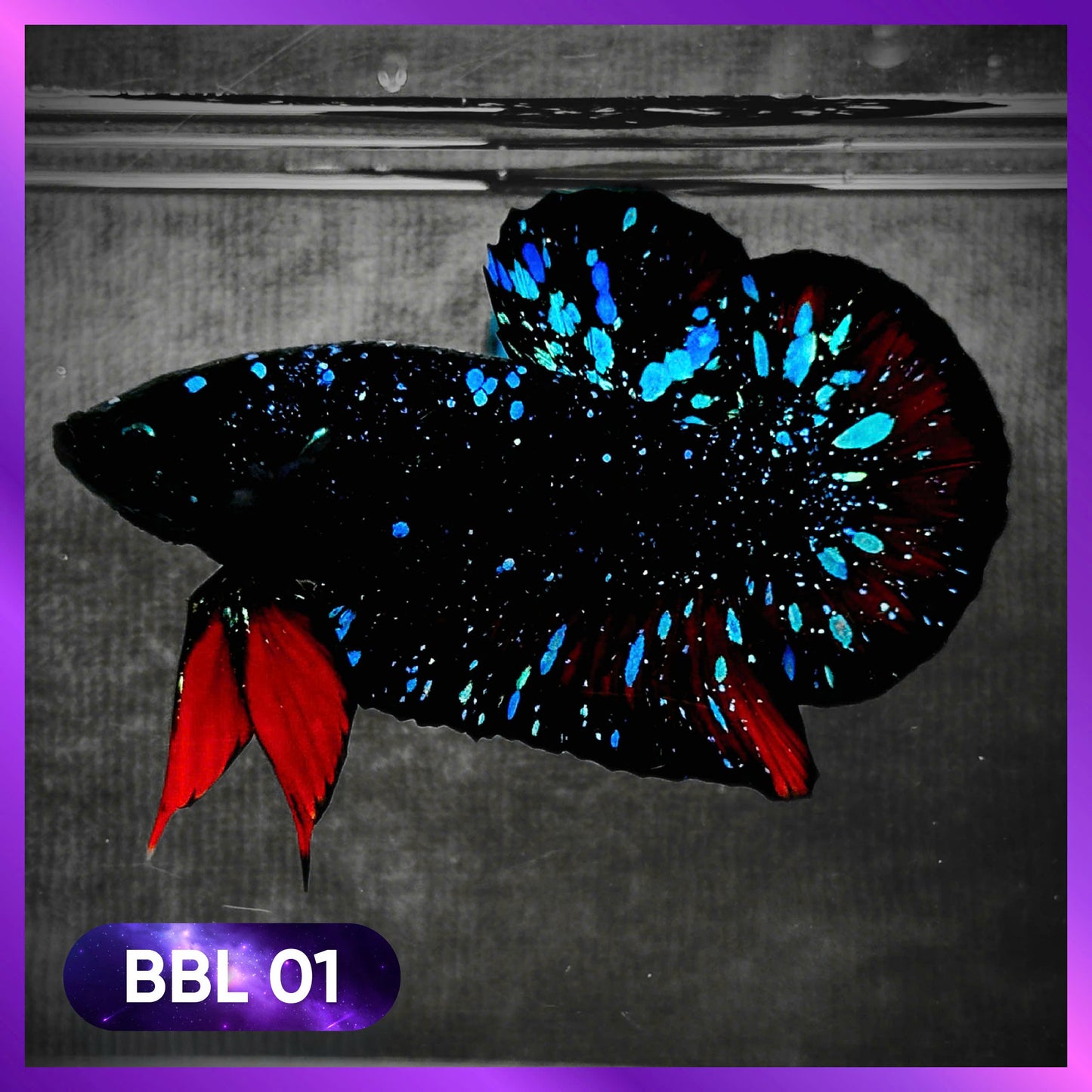 Black Star Nebula Plakat Male Betta | You Pick Betta | High Grade