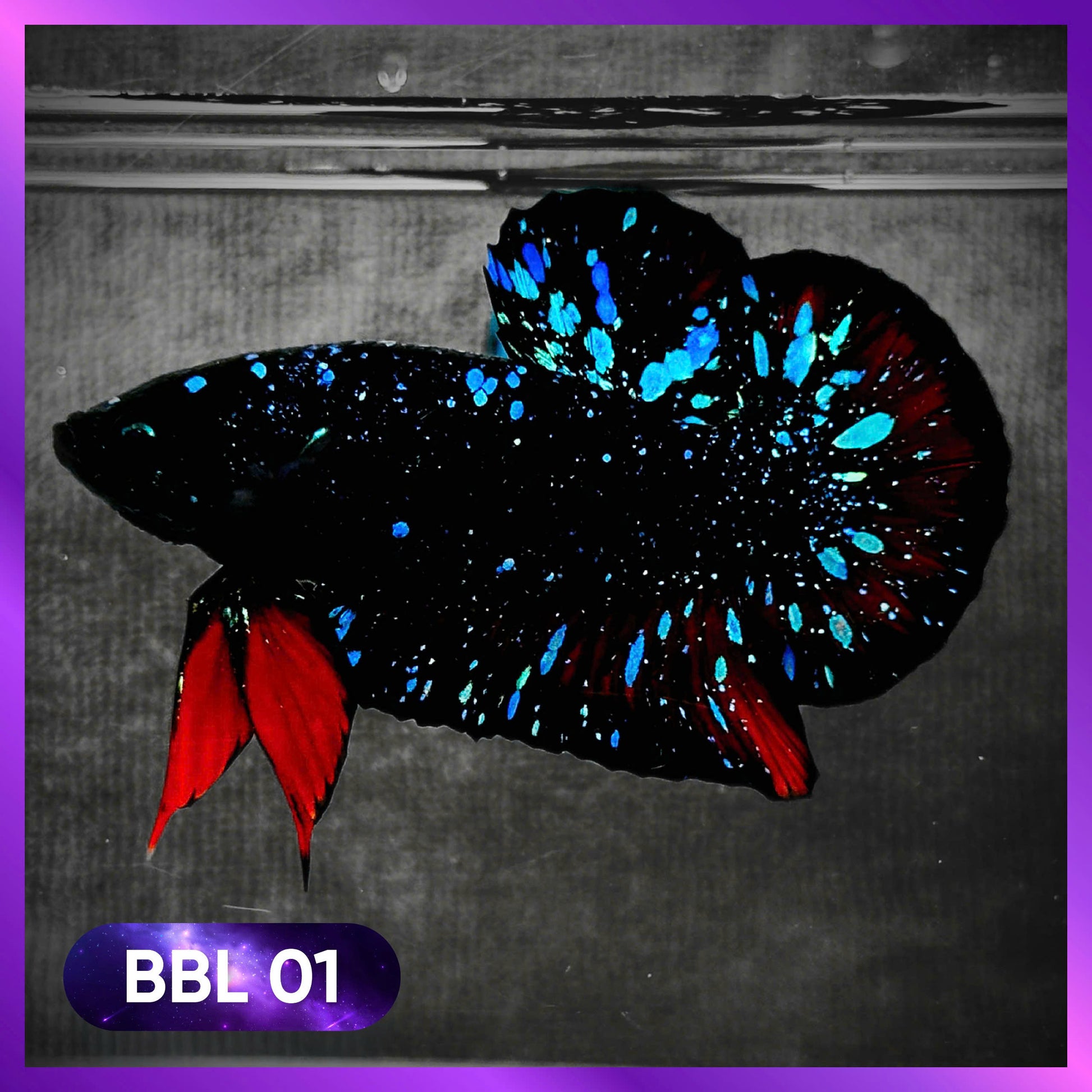 Black Star Nebula Plakat Male Betta | You Pick Betta | High Grade