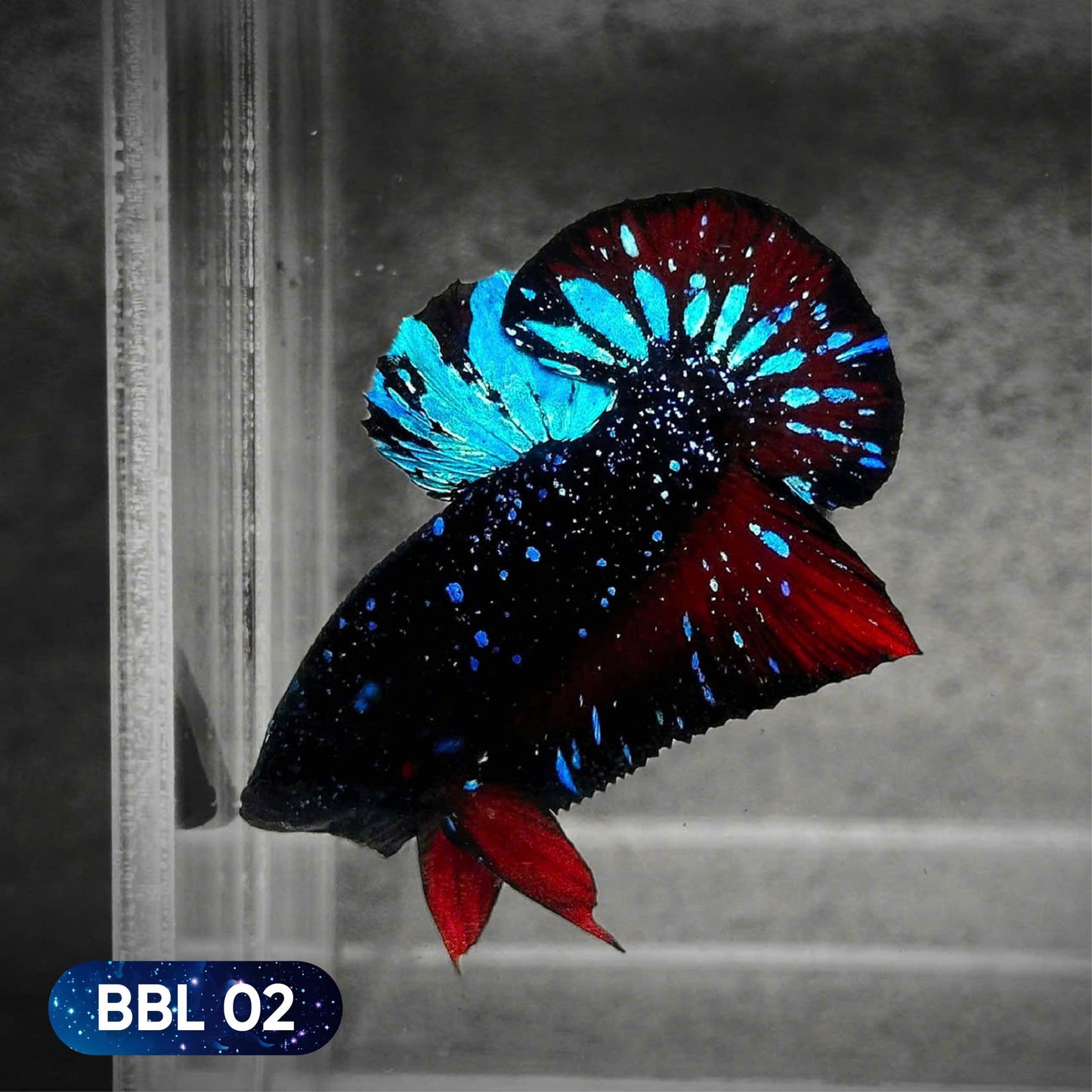 Black Star Nebula Plakat Betta | You Pick Betta | High Grade