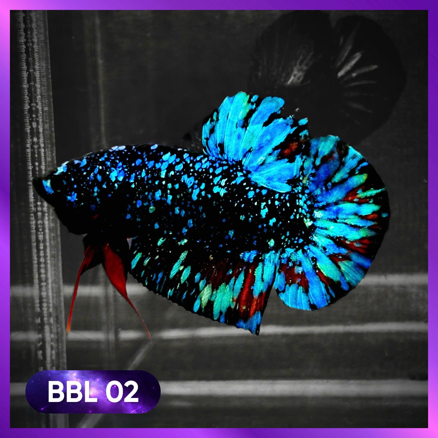 Black Star Nebula Plakat Male Betta | You Pick Betta | High Grade