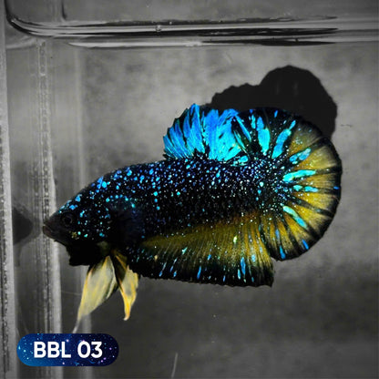 Black Star Nebula Plakat Betta | You Pick Betta | High Grade