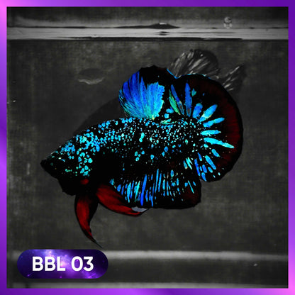 Black Star Nebula Plakat Male Betta | You Pick Betta | High Grade