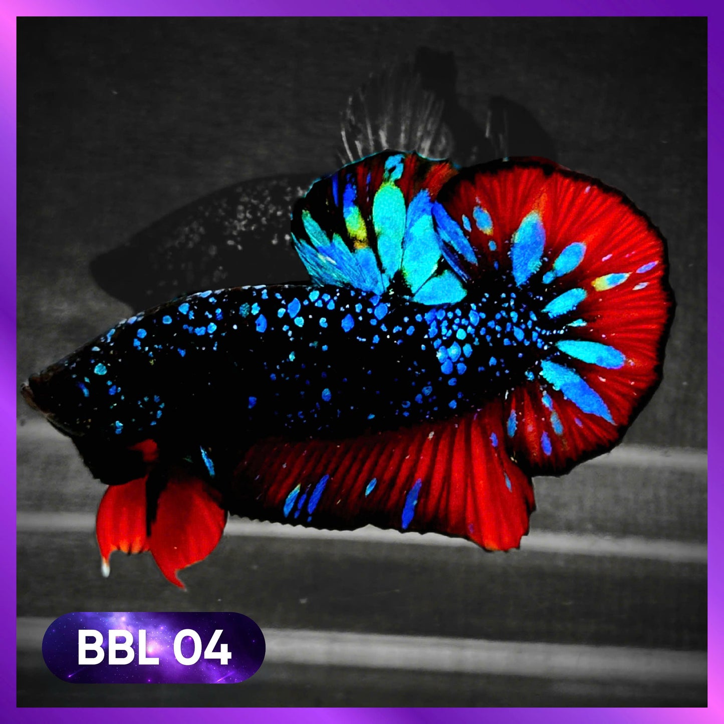 Black Star Nebula Plakat Male Betta | You Pick Betta | High Grade