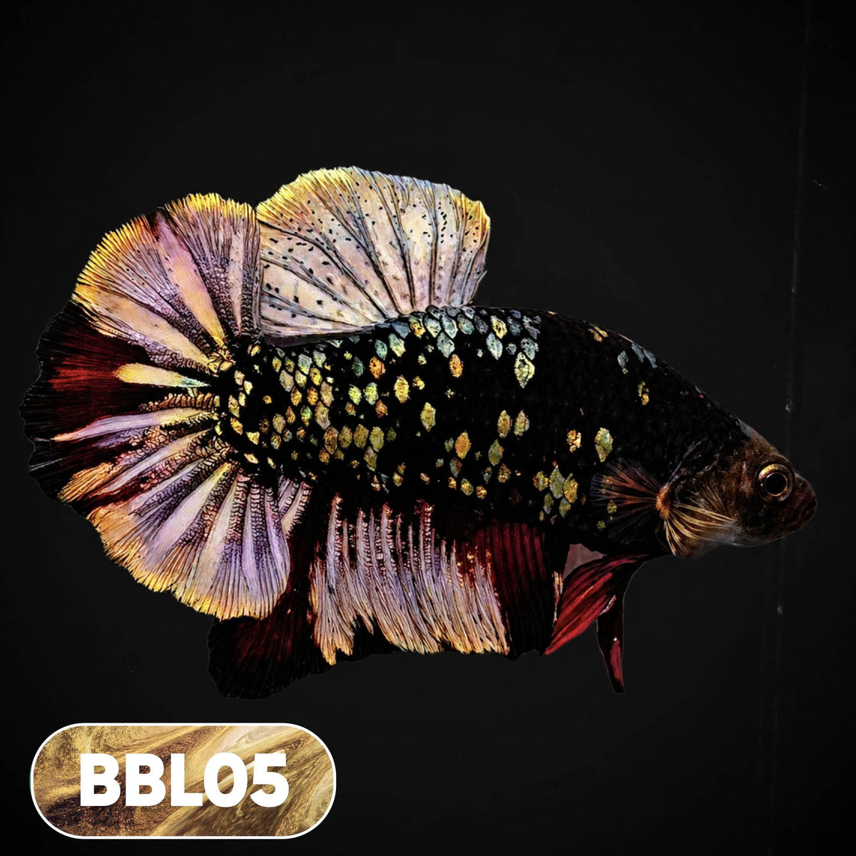 Black Panther Plakat Male Betta Fish | You Pick Fish | Rare Betta
