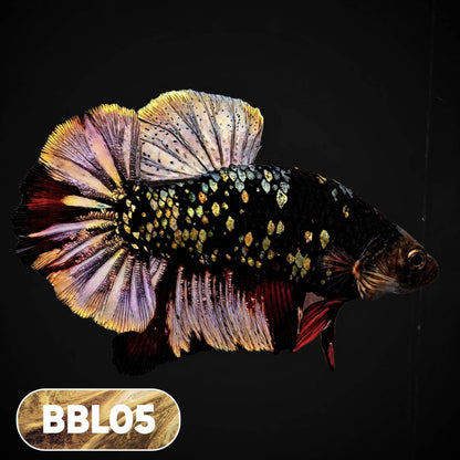 Black Panther Plakat Male Betta Fish | You Pick Fish | Rare Betta