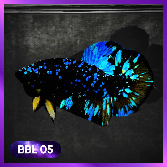 Black Star Nebula Plakat Male Betta | You Pick Betta | High Grade
