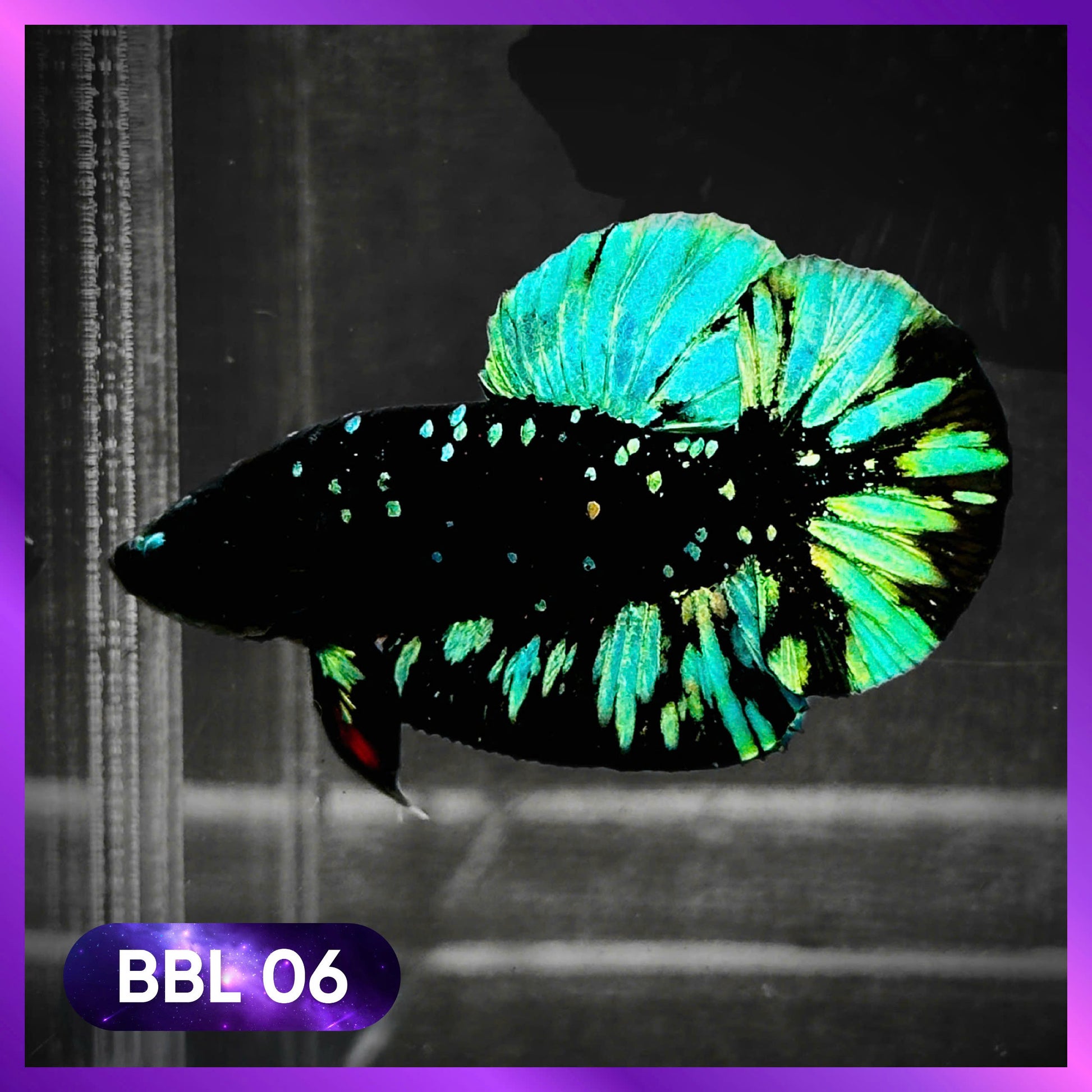 Black Star Nebula Plakat Male Betta | You Pick Betta | High Grade