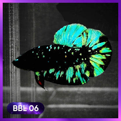 Black Star Nebula Plakat Male Betta | You Pick Betta | High Grade