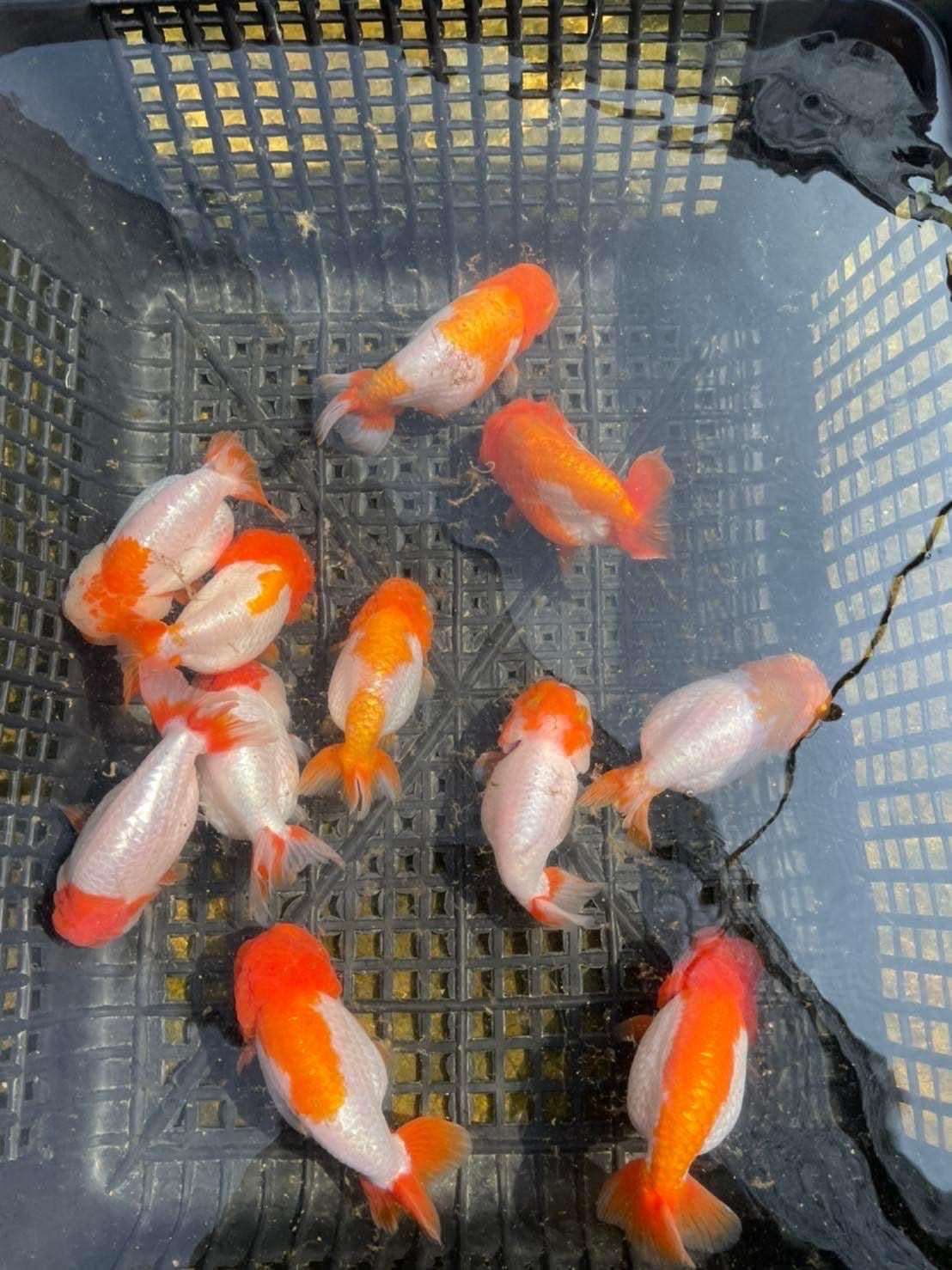 Red And White Double Chin Chubby Face Ranchu Goldfish | Grower Pick