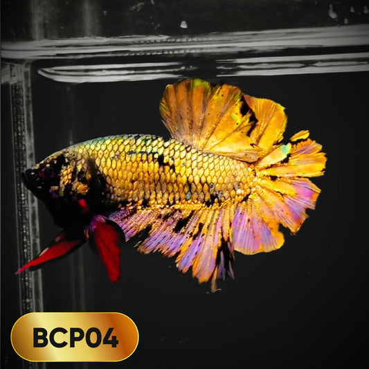 Black Panther Plakat Male Betta Fish | You Pick Fish | Rare Betta