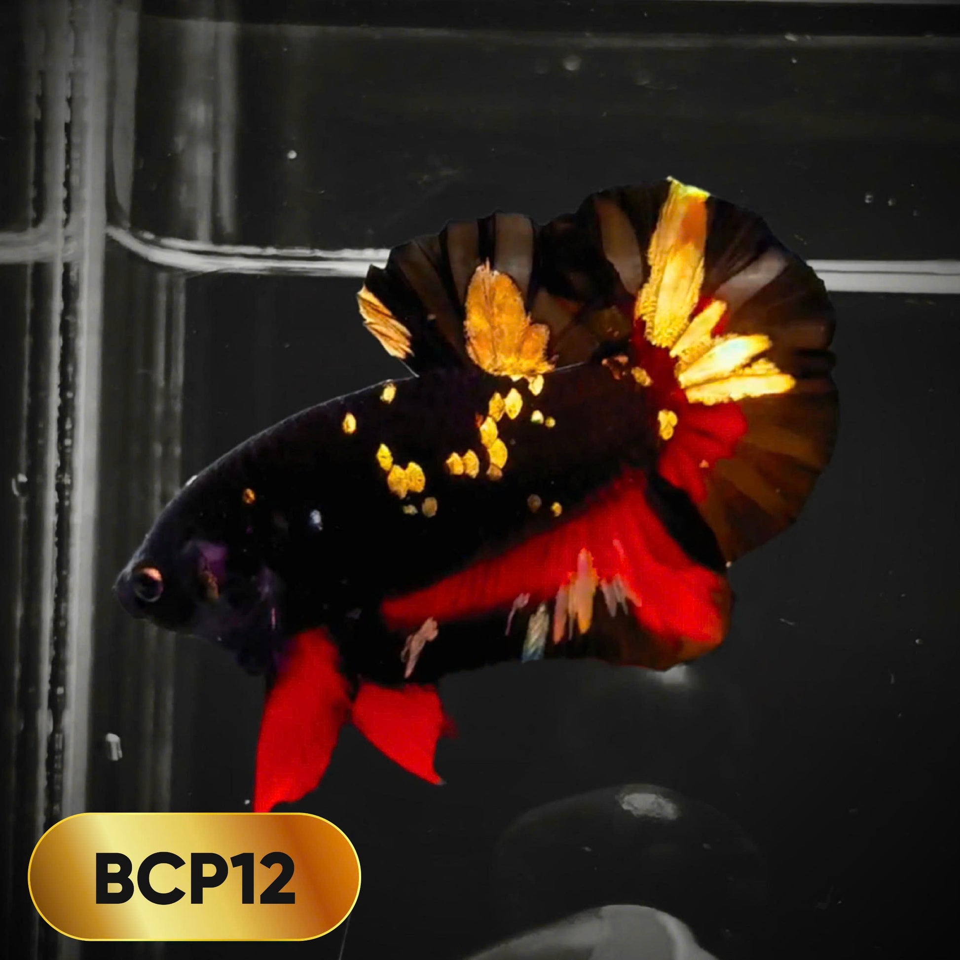 Black Panther Plakat Male Betta Fish | You Pick Fish | Rare Betta
