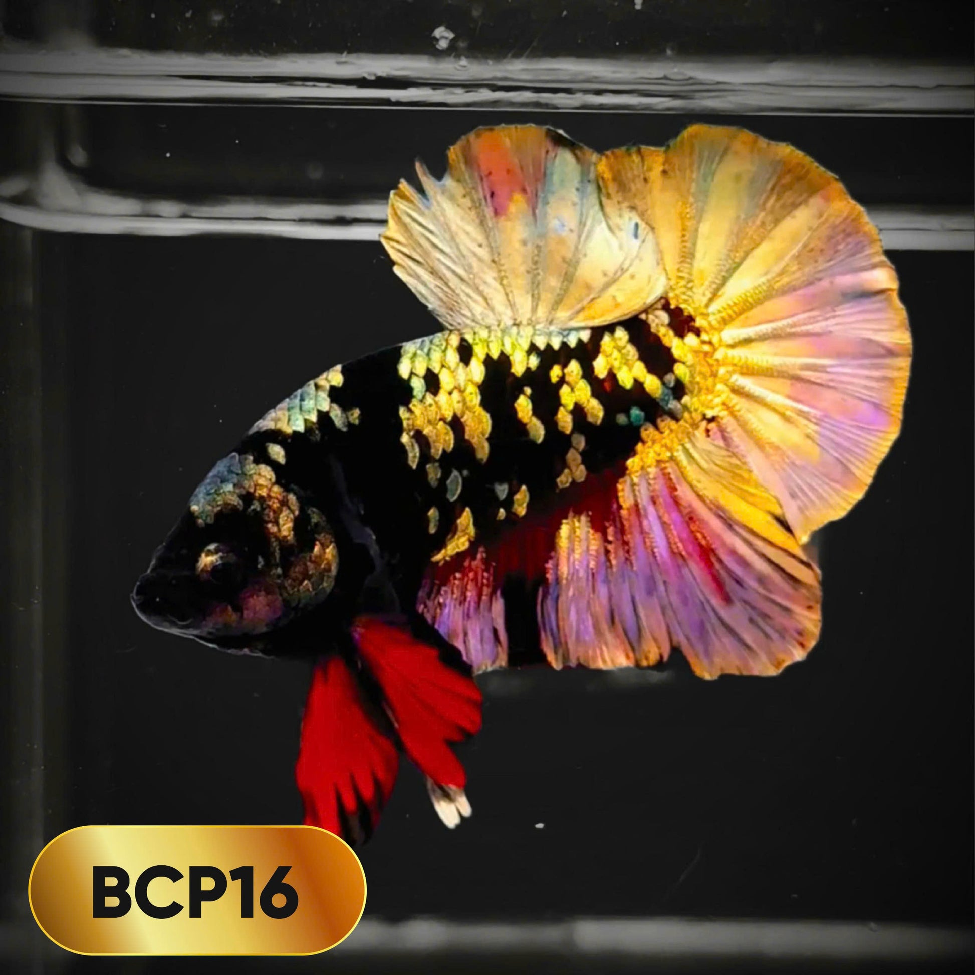 Black Panther Plakat Male Betta Fish | You Pick Fish | Rare Betta