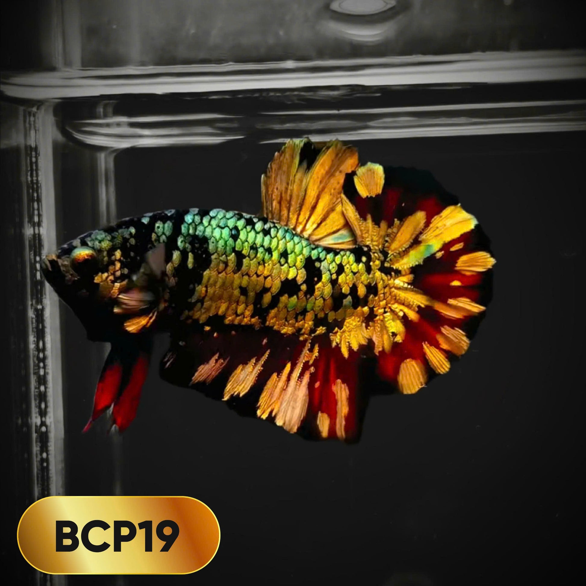 Black Panther Plakat Male Betta Fish | You Pick Fish | Rare Betta