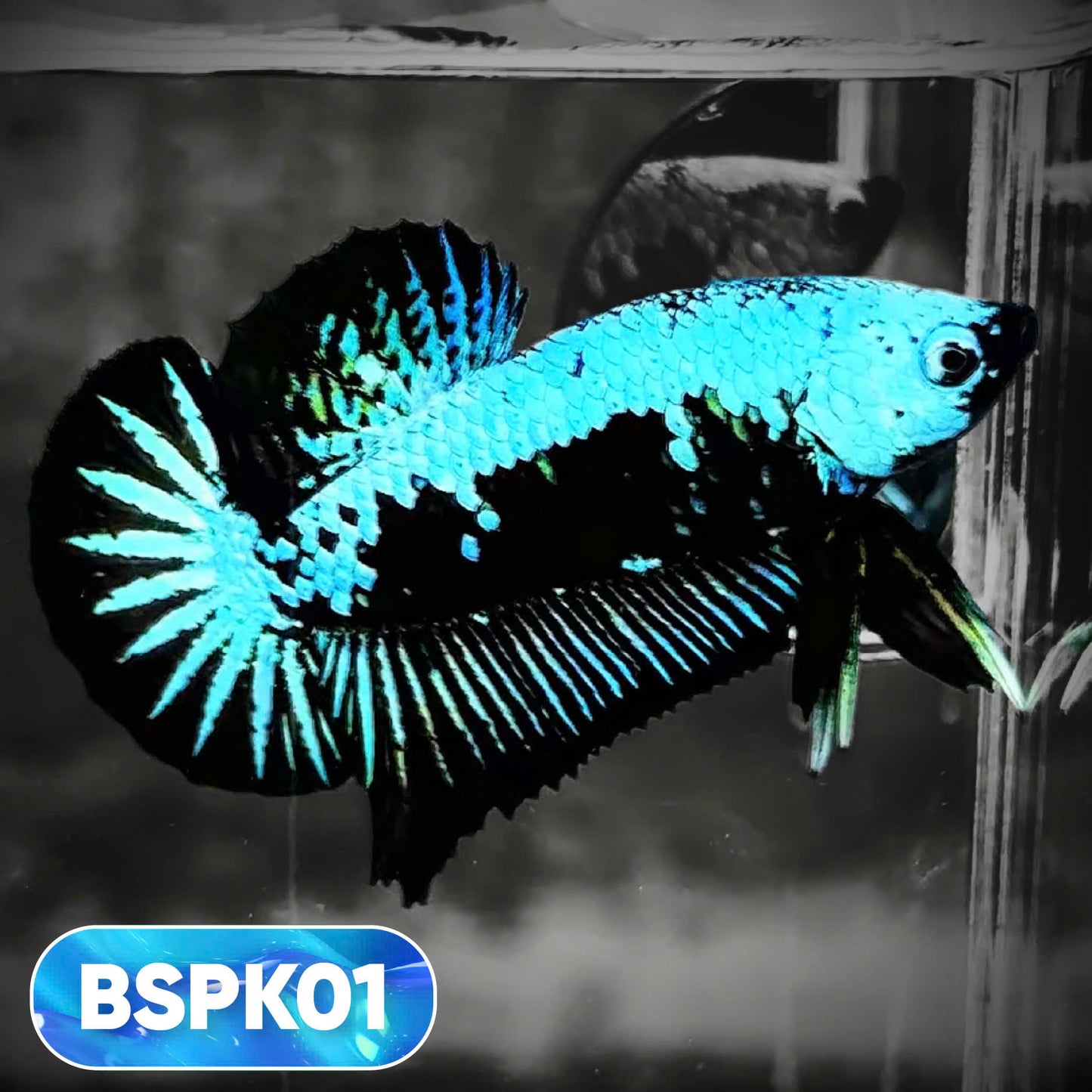 Samurai Plakat Male Betta Fish | You Pick Fish