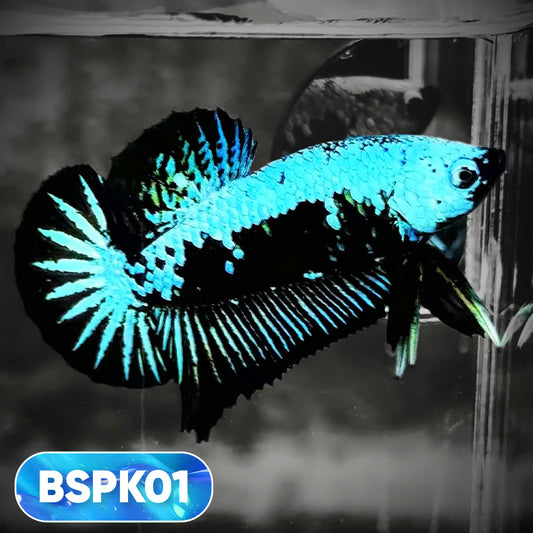 Samurai Plakat Male Betta Fish | You Pick Fish