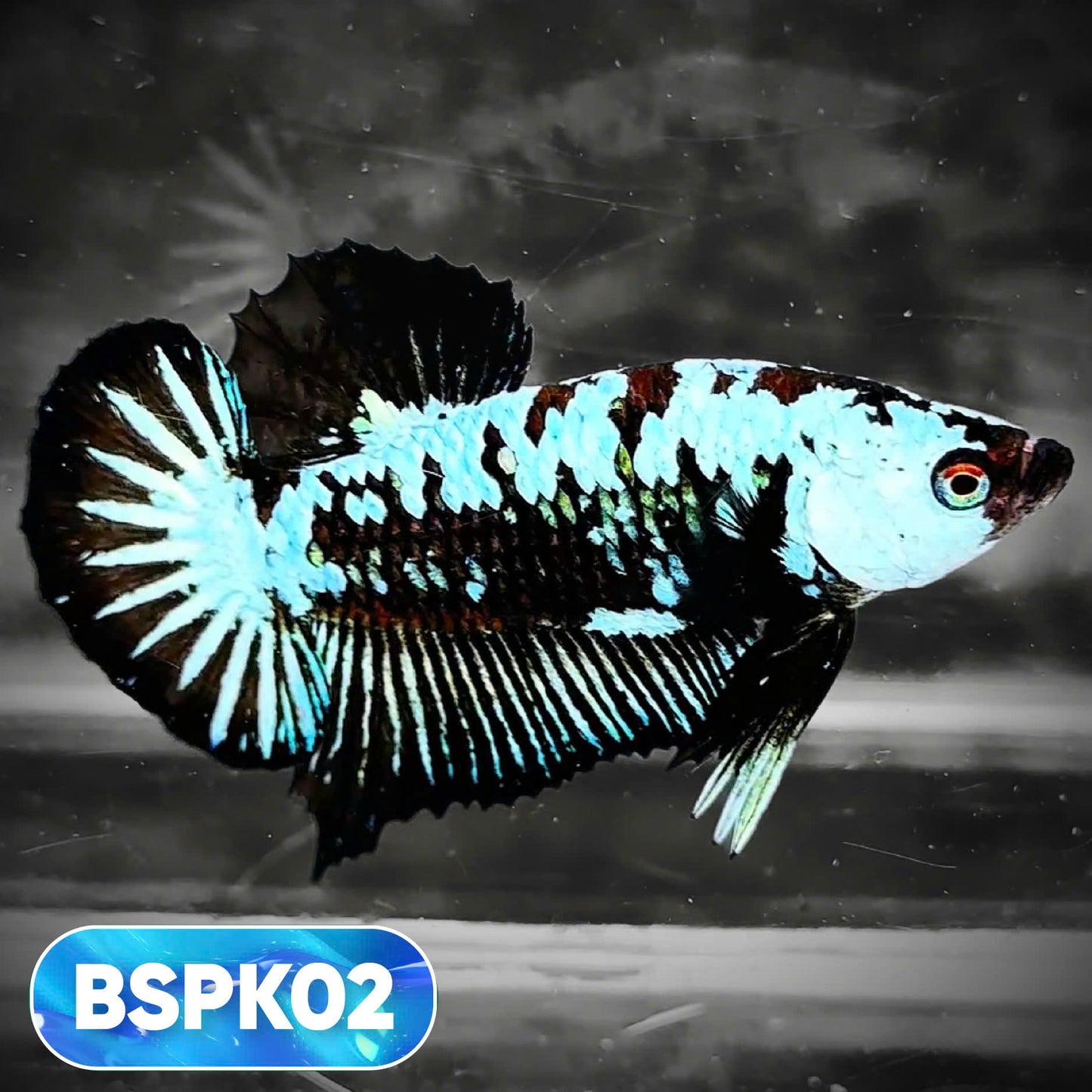 Samurai Plakat Male Betta Fish | You Pick Fish
