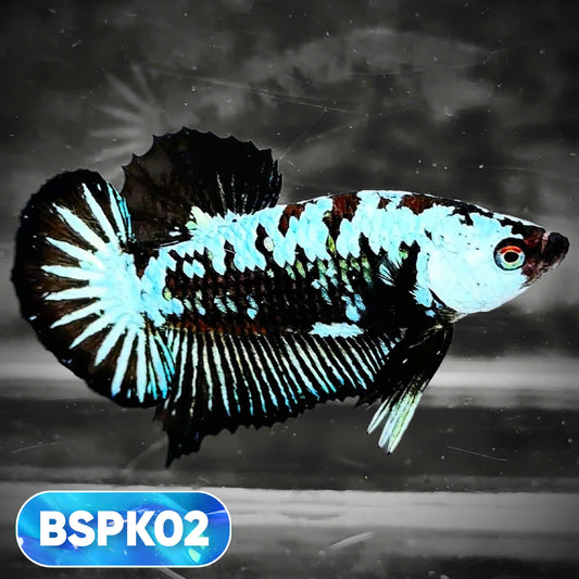 Samurai Plakat Male Betta Fish | You Pick Fish
