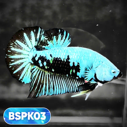 Samurai Plakat Male Betta Fish | You Pick Fish