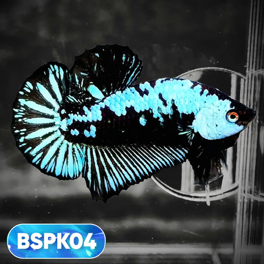 Samurai Plakat Male Betta Fish | You Pick Fish