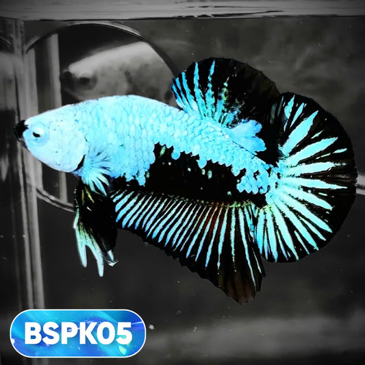 Samurai Plakat Male Betta Fish | You Pick Fish