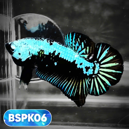 Samurai Plakat Male Betta Fish | You Pick Fish