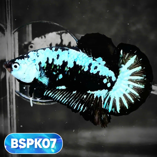 Samurai Plakat Male Betta Fish | You Pick Fish