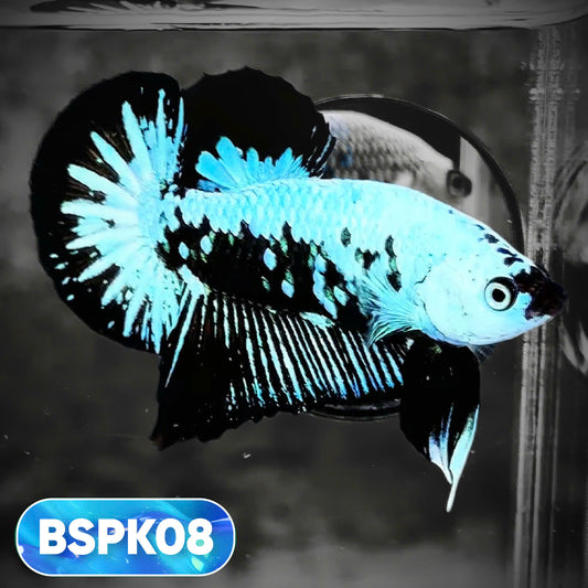 Samurai Plakat Male Betta Fish | You Pick Fish