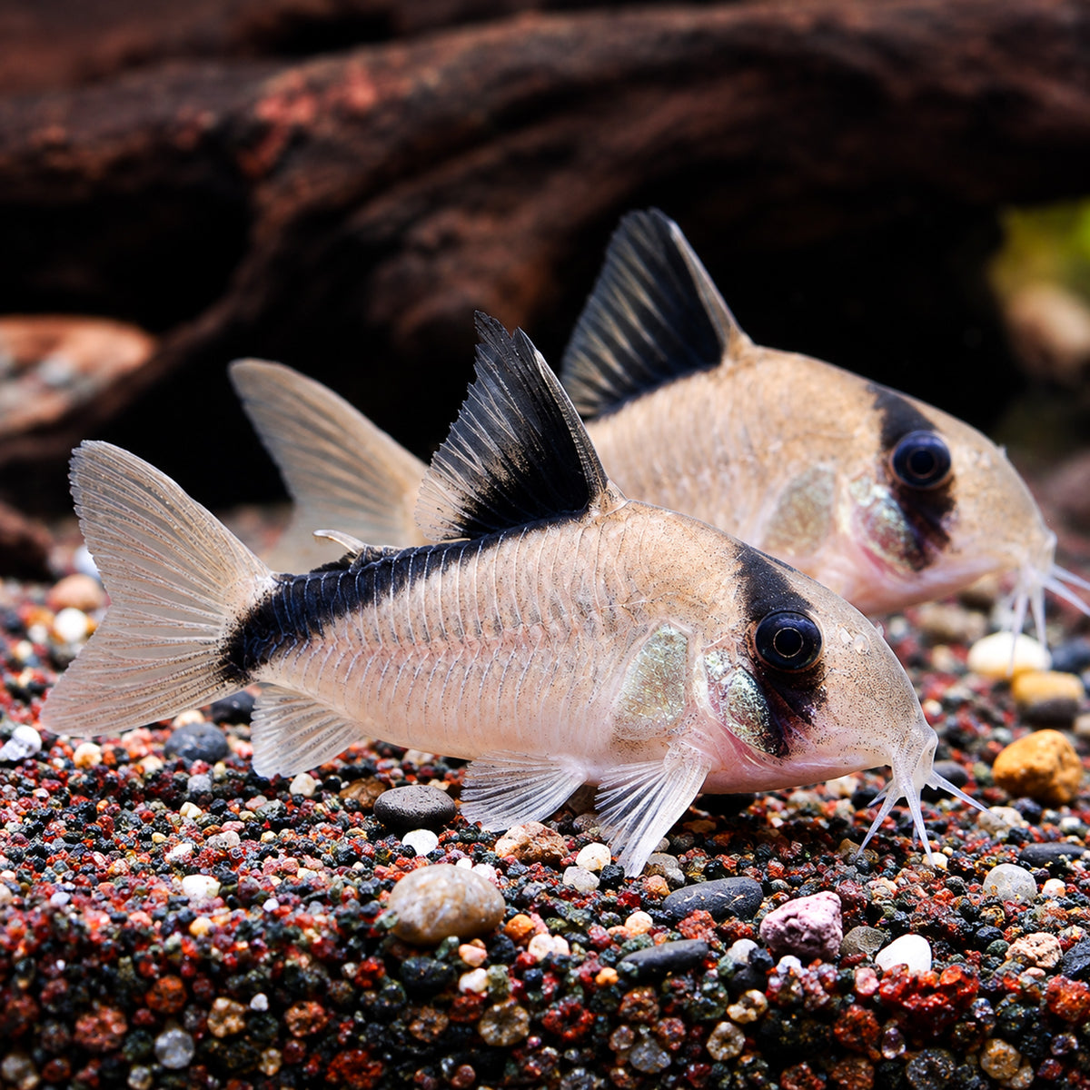 Bandit Cory Catfish – Corydoras Metae