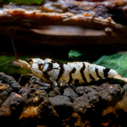 Black Fancy Tiger Caridina Shrimp