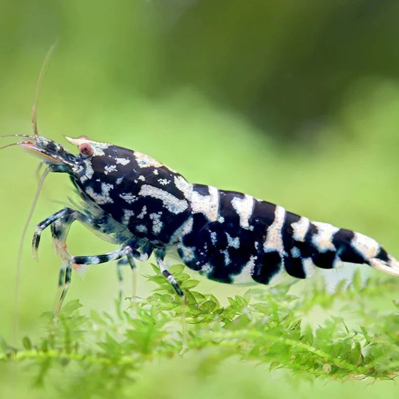 Black Galaxy Caridina Shrimp