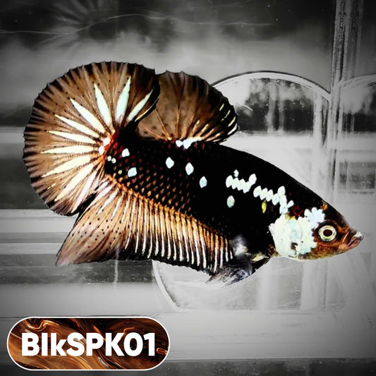Samurai Plakat Male Betta Fish | You Pick Fish