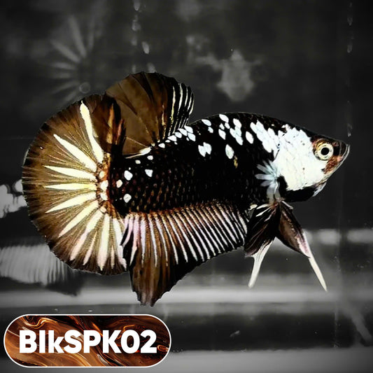 Samurai Plakat Male Betta Fish | You Pick Fish