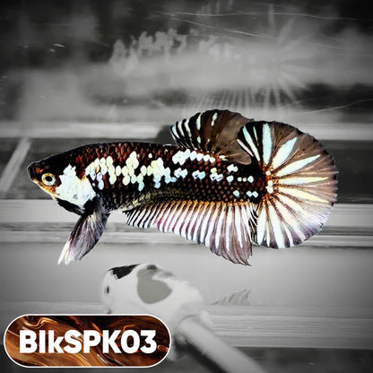 Samurai Plakat Male Betta Fish | You Pick Fish