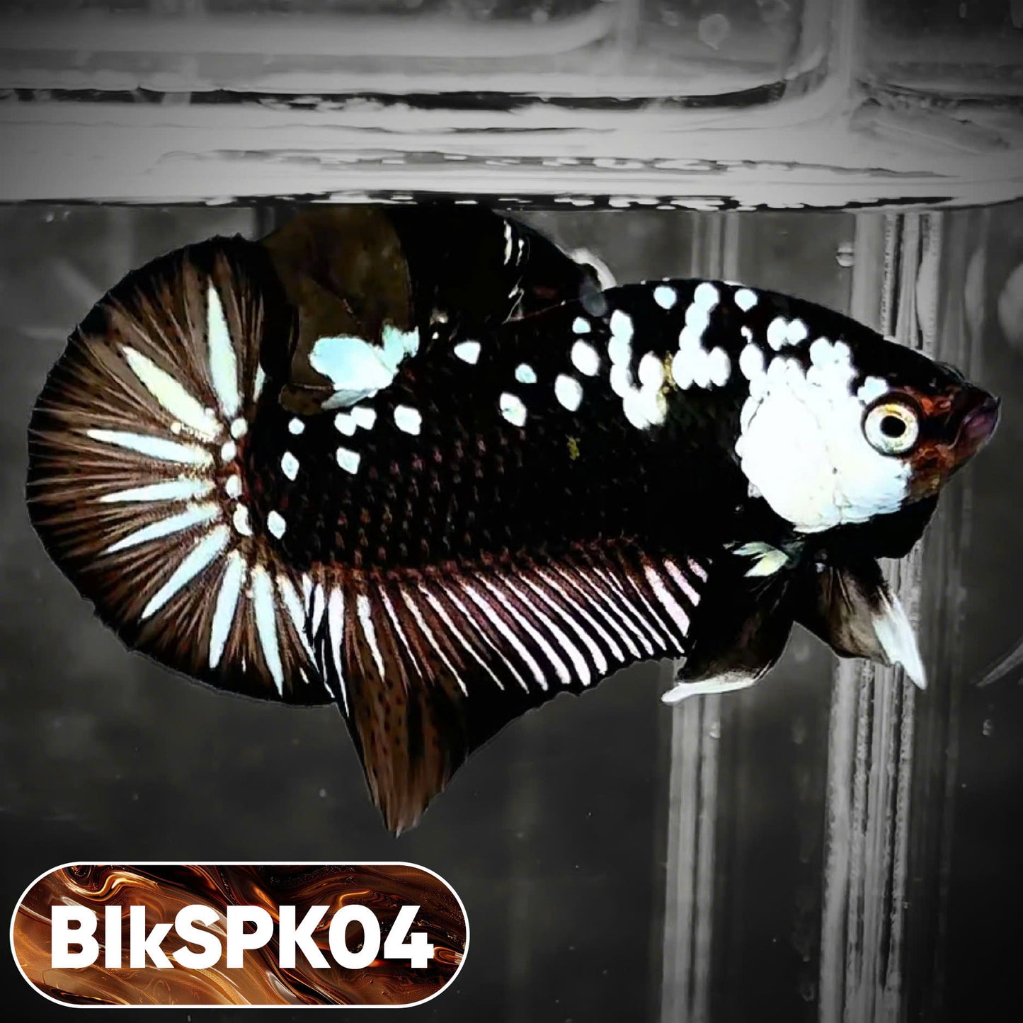 Samurai Plakat Male Betta Fish | You Pick Fish