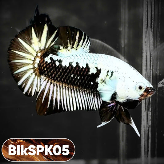 Samurai Plakat Male Betta Fish | You Pick Fish