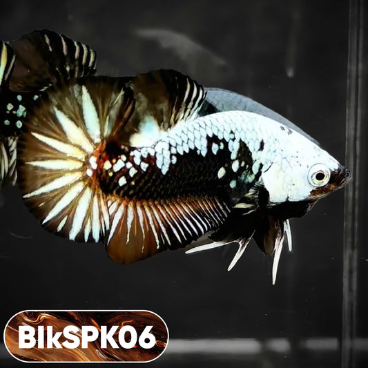 Samurai Plakat Male Betta Fish | You Pick Fish