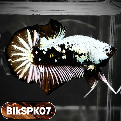 Samurai Plakat Male Betta Fish | You Pick Fish