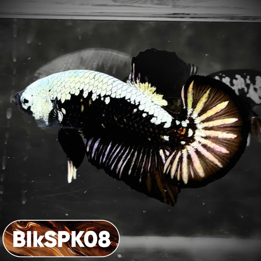 Samurai Plakat Male Betta Fish | You Pick Fish