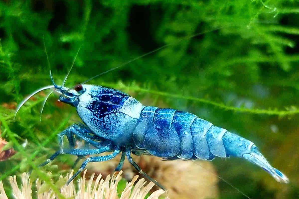 Bluebolt Caridina Shrimp