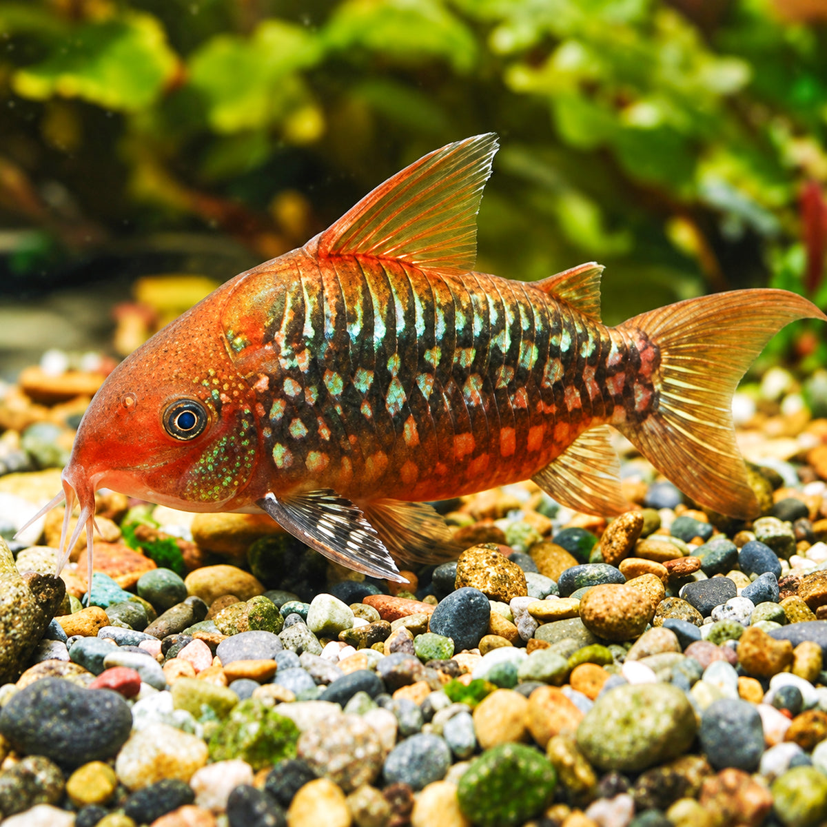 C005 Pantanal Cory Catfish – Corydoras Pantanalensis