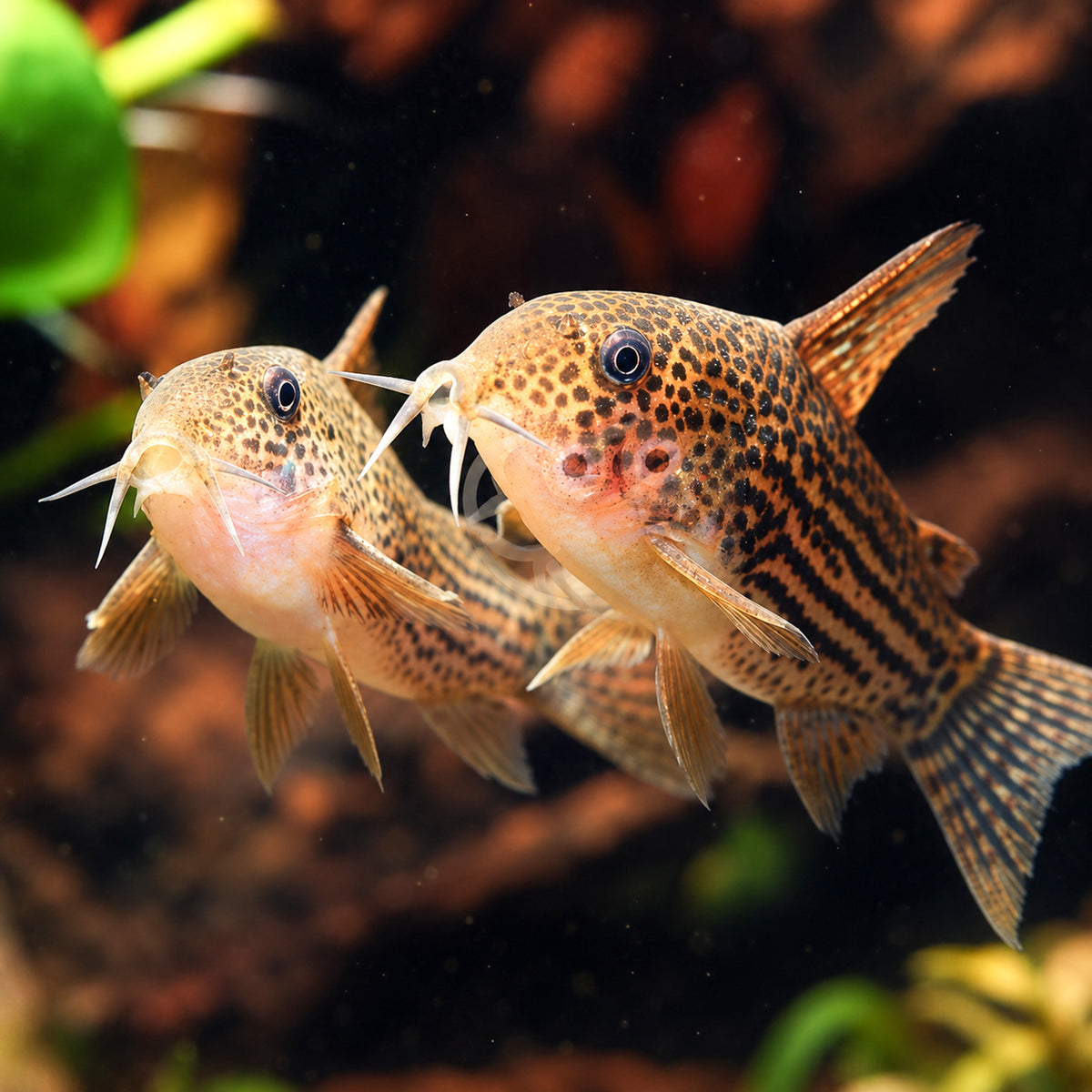 C065 Guarana Cory Catfish – Corydoras Eversi