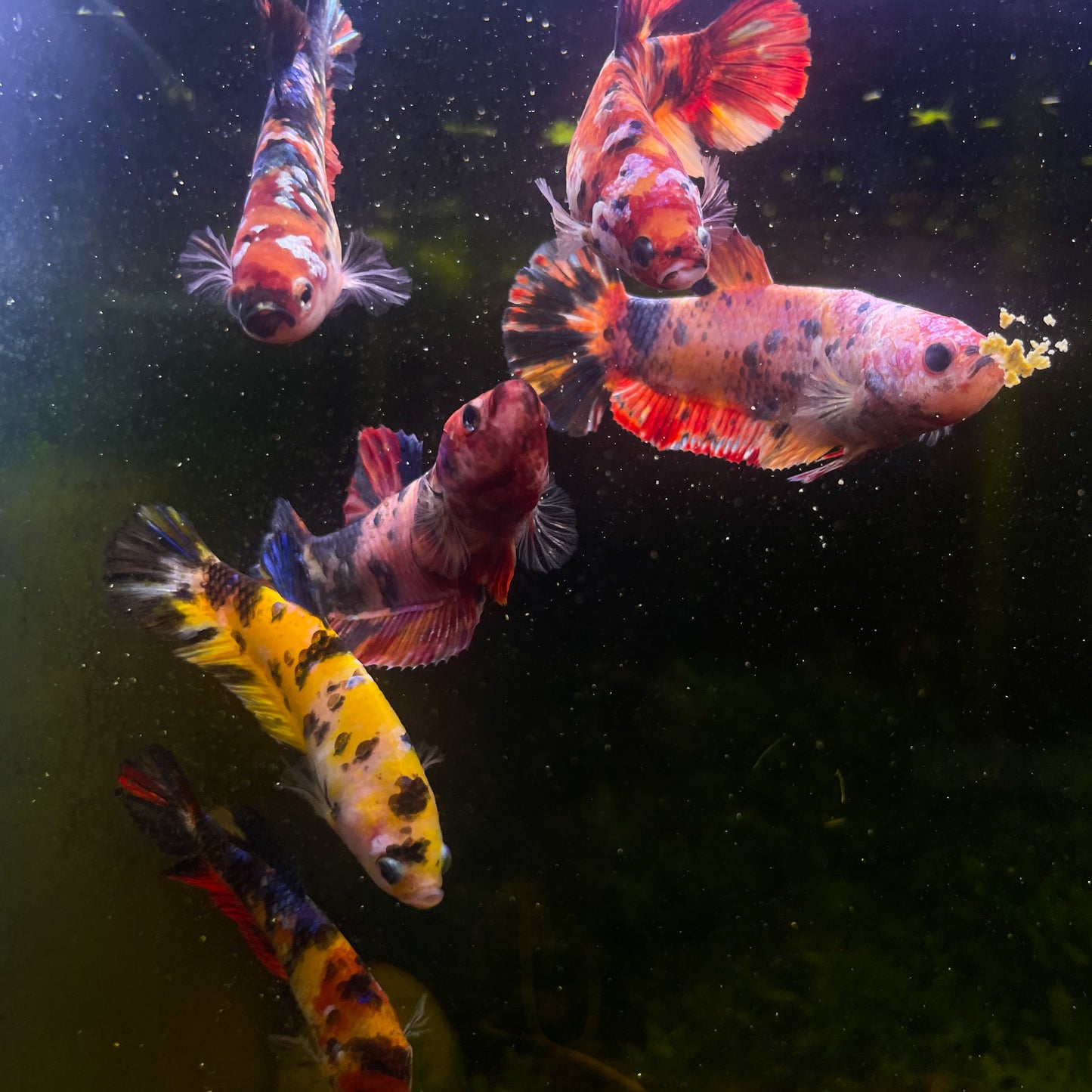 Female Giant Betta Fish